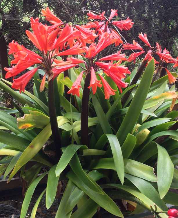 Image of Clivia cyrtanthiflora 'Salmon Beauty'