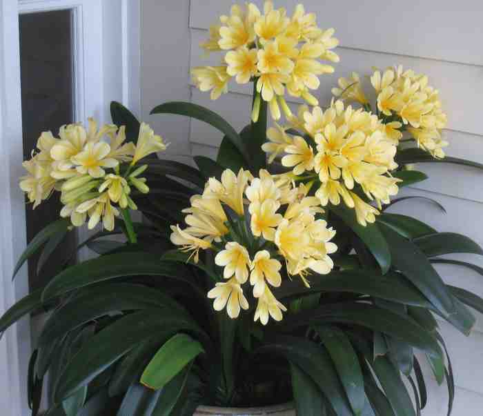 Image of Clivia miniata 'San Marcos Yellow'