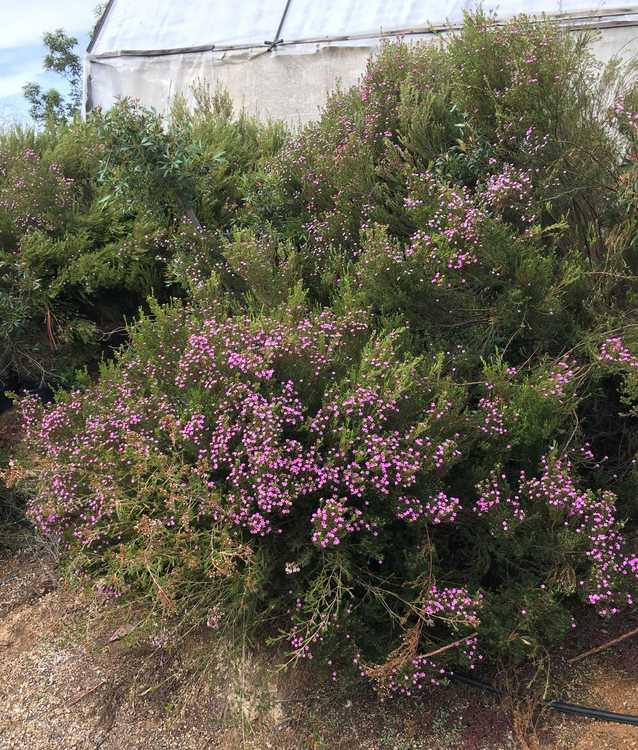 Image of Coleonema pulchellum 'Dark Pink'