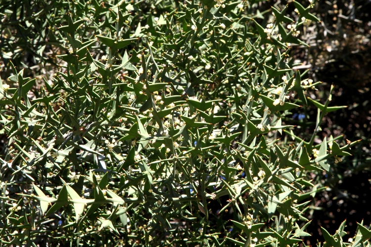 Image of Colletia paradoxa