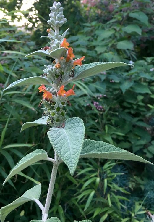 Image of Colquhounia coccinea