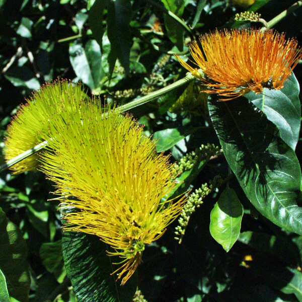 Image of Combretum fruticosum