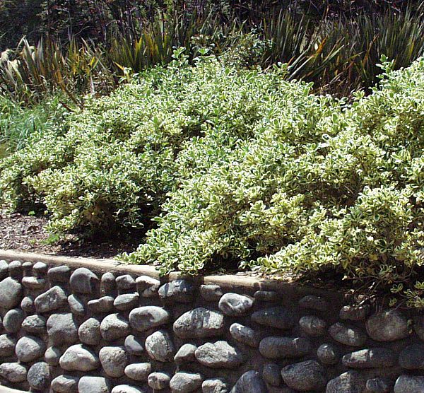 Image of Coprosma repens 'Marble Queen'