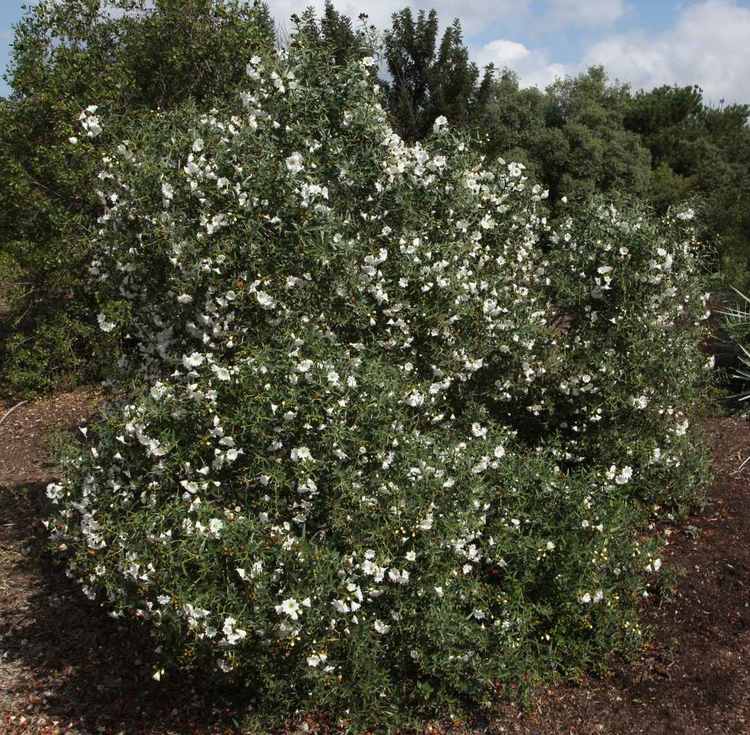 Image of Cordia decandra