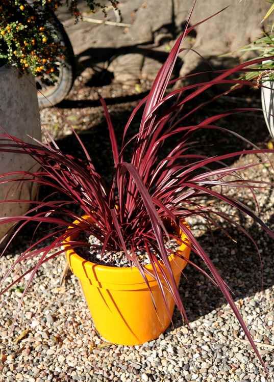 Image of Cordyline Design-a-line Burgundy ['Roma 06'] PP24,764