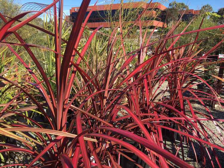 Image of Cordyline 'Zumba' PP27,515