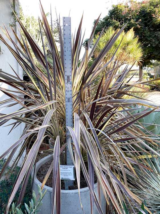 Image of Cordyline Electric Flash ['Sprilecflash'] PP26,267