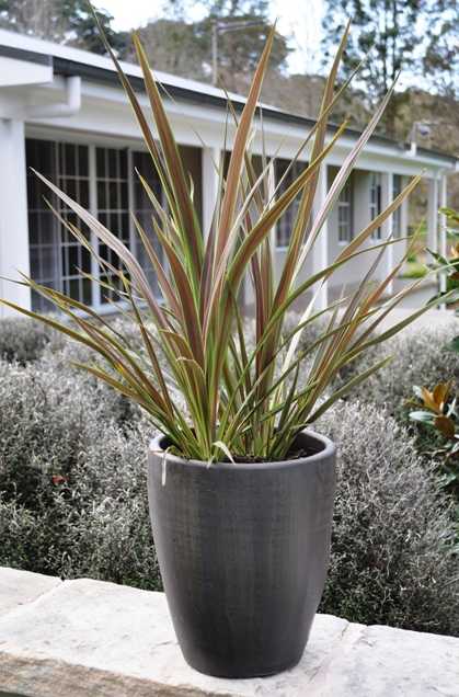 Image of Cordyline banksii Electric Star ['Sprilecstar'] PP24,164