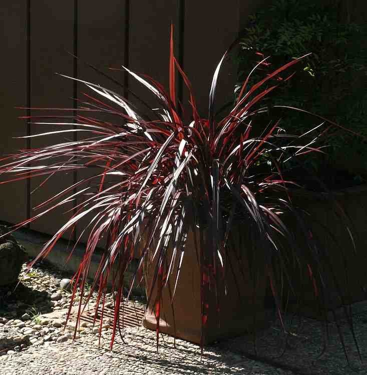 Image of Cordyline Festival Grass ['Jurred']