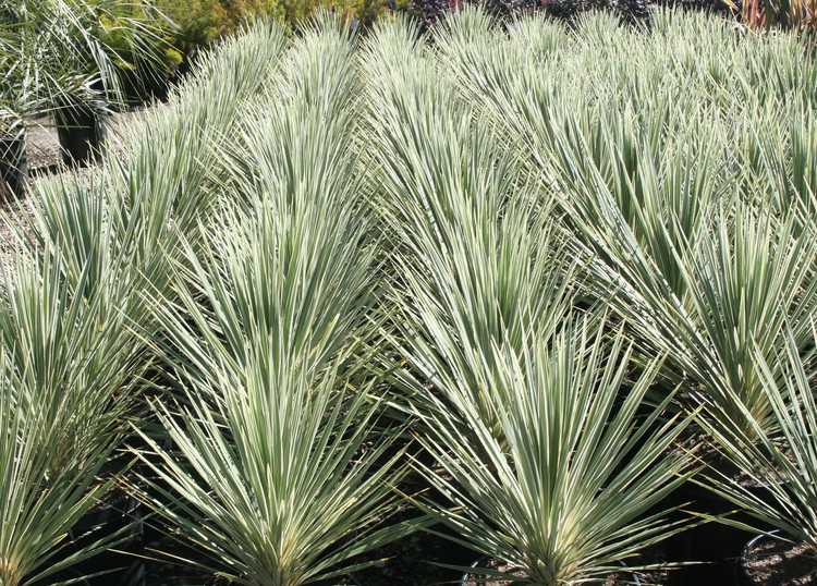 Image of Cordyline australis 'Pink Champagne'