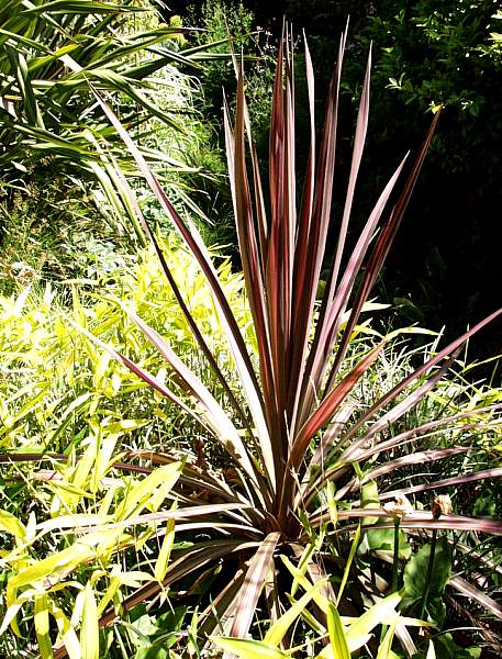 Image of Cordyline australis 'Pink Stripe'