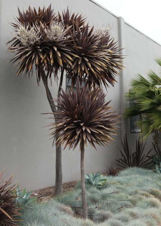 Image of Cordyline australis 'Red Sensation'