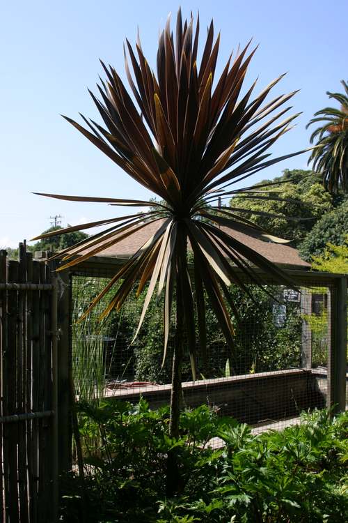 Image of Cordyline australis 'Red Star'