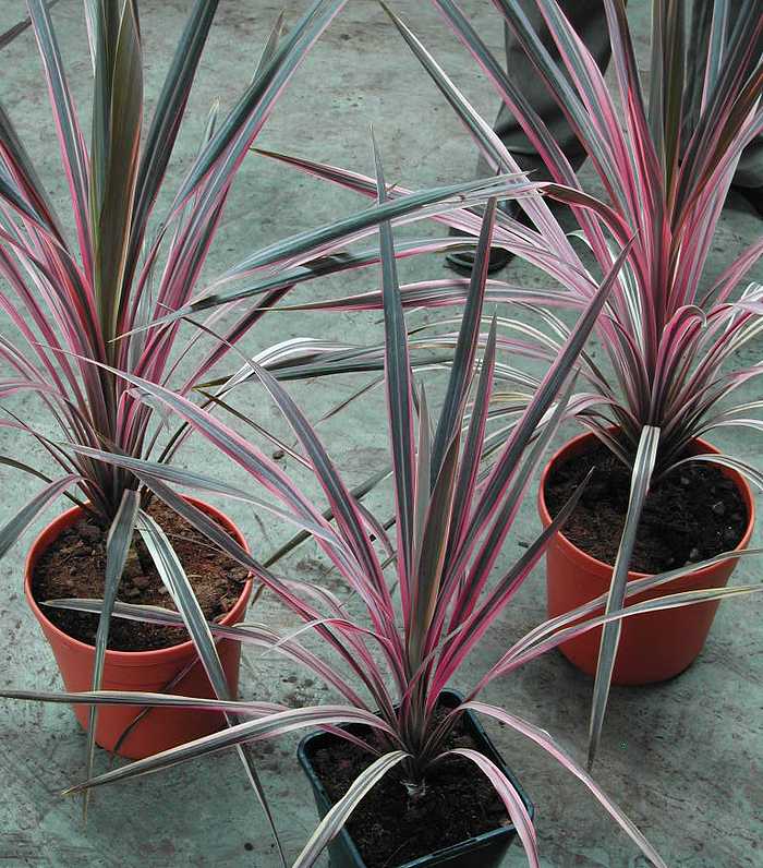 Image of Cordyline australis 'Southern Splendour' PP19,102