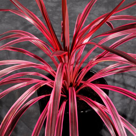 Image of Cordyline australis 'Sunrise' PP20,634