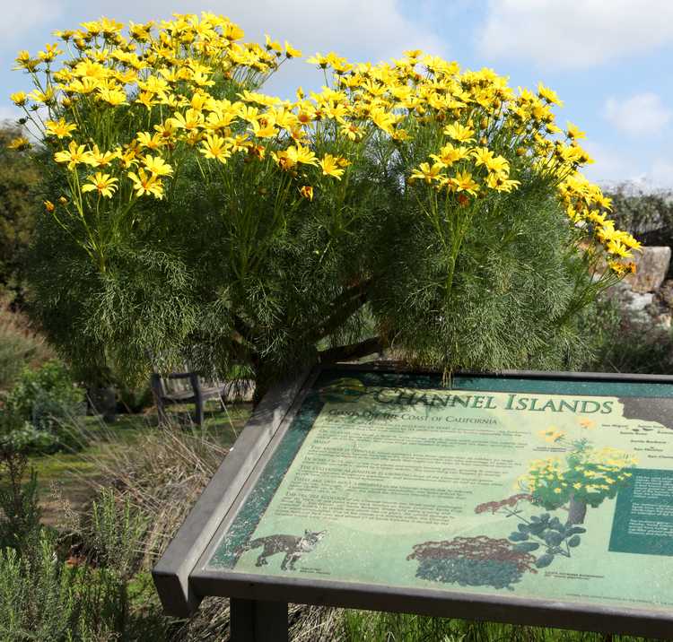 Image of Coreopsis gigantea