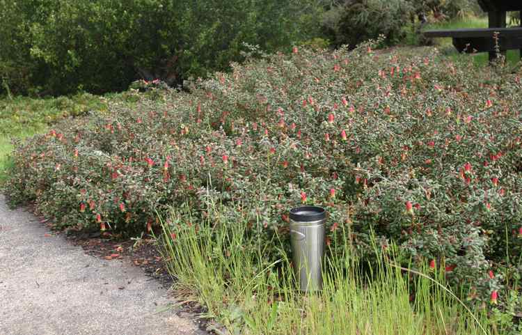 Image of Correa reflexa 'Cape Carpet'