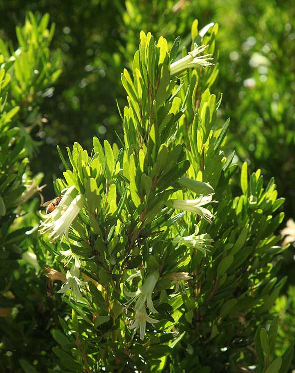 Image of Correa glabra 'Coliban River'