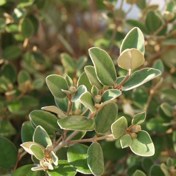 Image of Correa 'Ivory Bells'