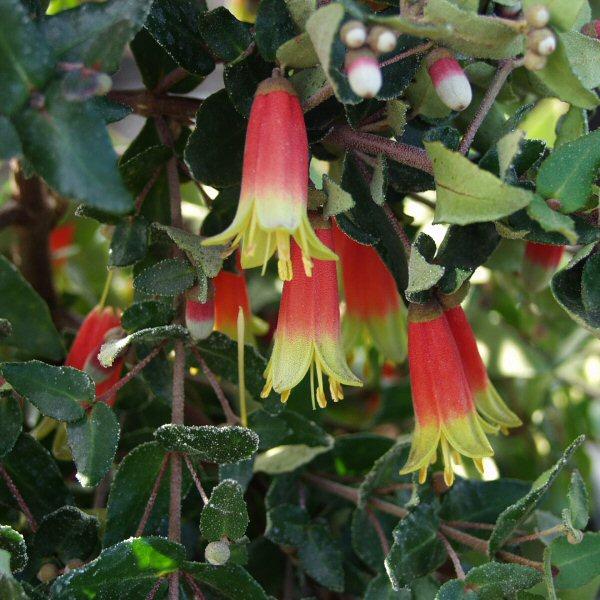 Image of Correa reflexa 'Carpenter Rocks'