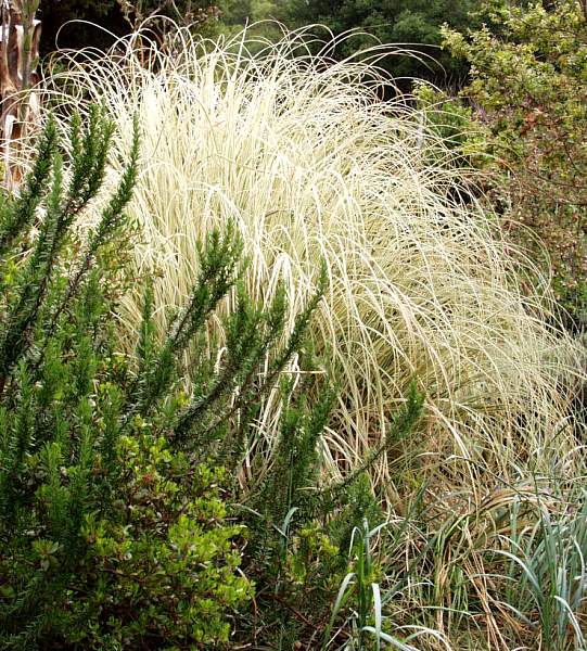 Image of Cortaderia selloana 'Silver Comet'