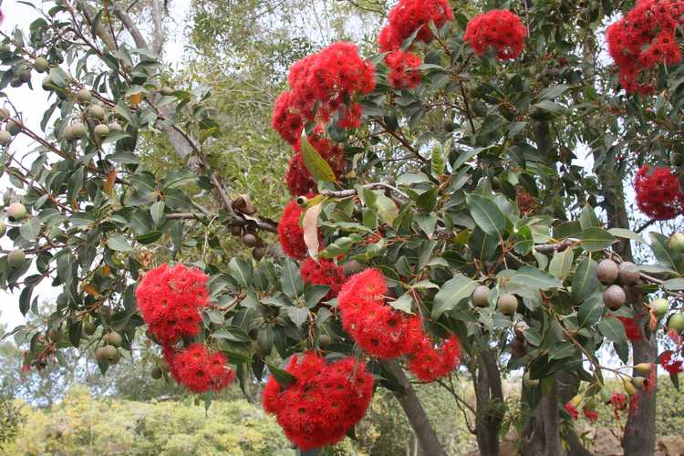 Image of Corymbia ficifolia