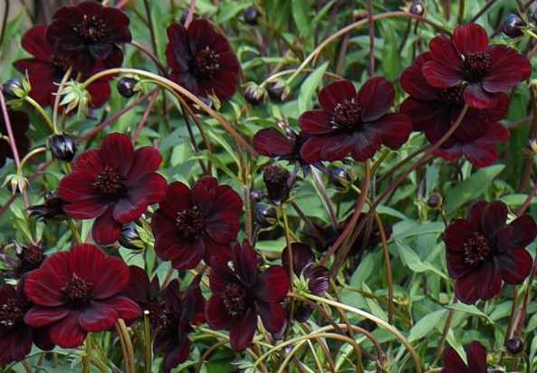 Image of Cosmos atrosanguineus Chocamocha ['Thomocha']