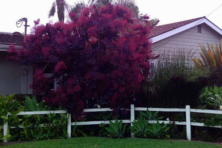 Image of Cotinus coggygria 'Royal Purple'