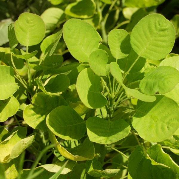 Image of Cotinus coggygria Golden Spirit