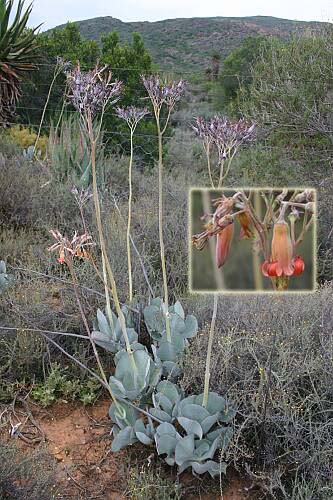 Image of Cotyledon orbiculata 'Huisrivier Pass'