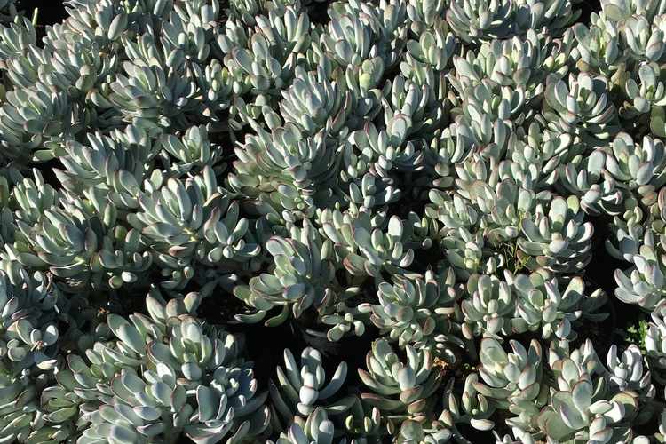 Image of Cotyledon orbiculata 'Silver Peak'