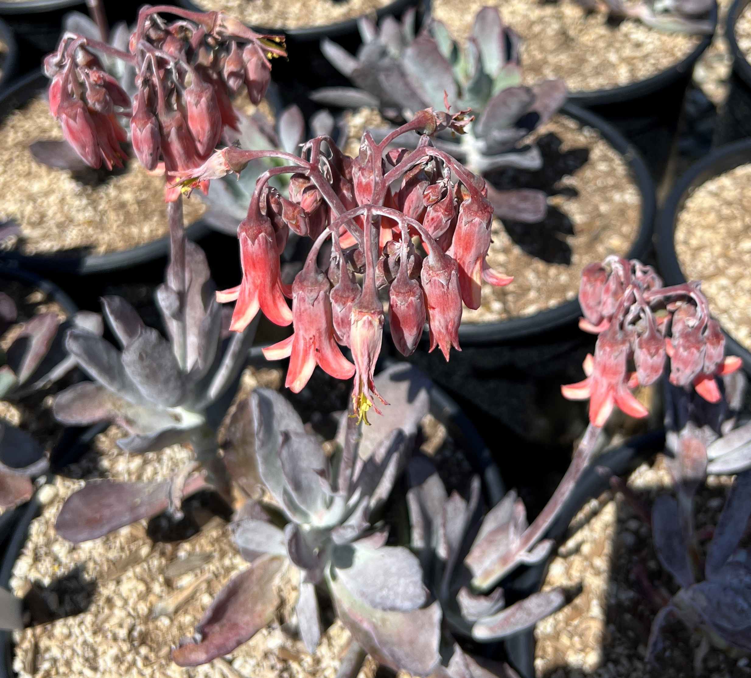 Image of Cotyledon orbiculata 'Winter Fire'