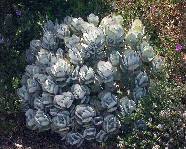 Image of Cotyledon orbiculata 'Cinderella'