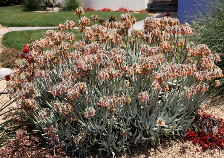 Image of Cotyledon orbiculata var. oblonga 'Flavida'