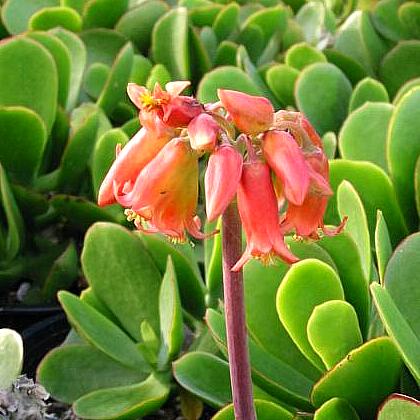 Image of Cotyledon orbiculata var. oblonga 'Macrantha'