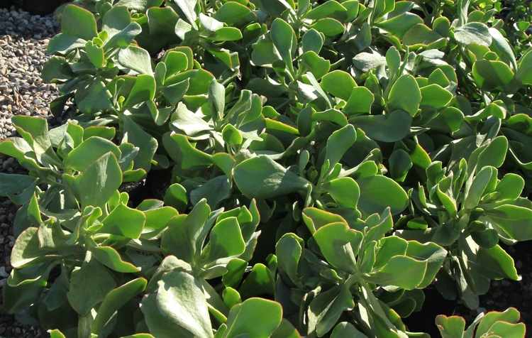 Image of Cotyledon orbiculata 'Big Wave'