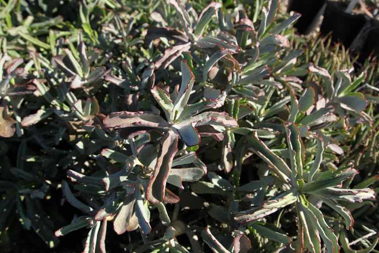 Image of Cotyledon orbiculata 'Greytown Spoons'