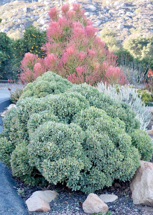 Image of Crassula arborescens ssp. undulatifolia