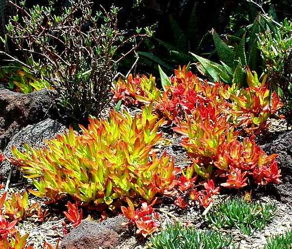 Image of Crassula capitella 'Campfire'