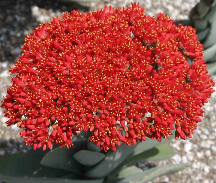 Image of Crassula falcata