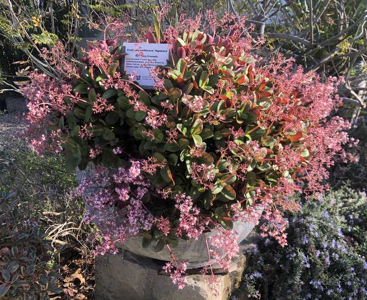 Image of Crassula multicava 'Ngabara'