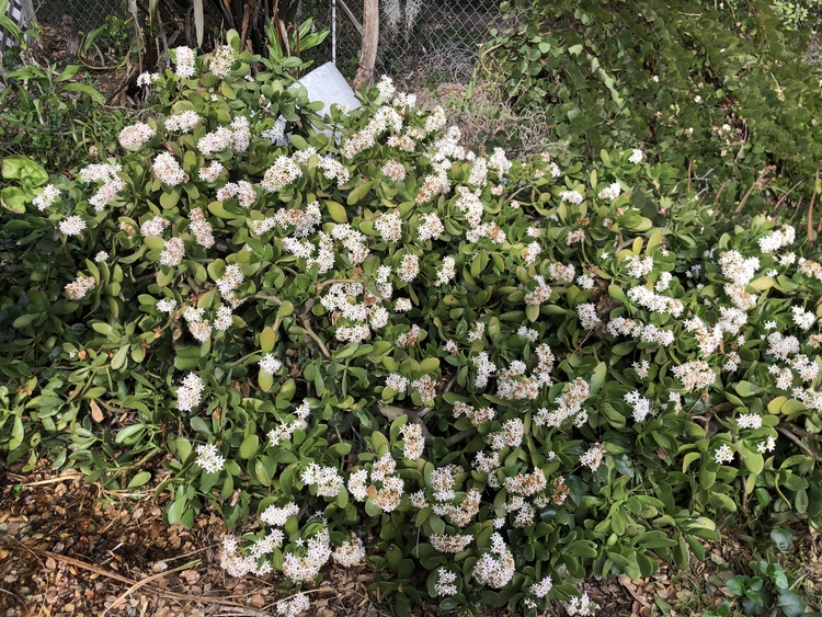 Image of Crassula ovata 'Big Alice'