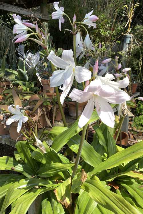 Image of Crinum moorei