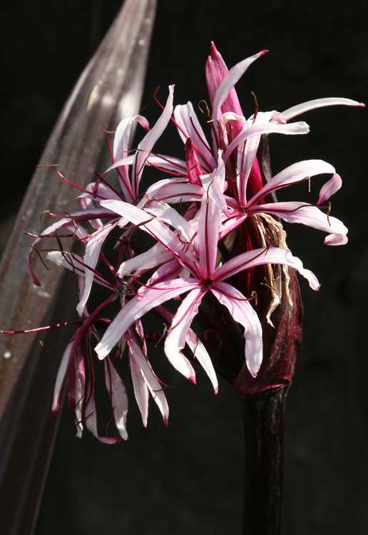 Image of Crinum procerum var. splendens