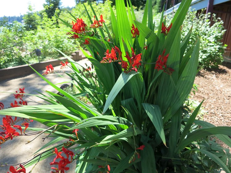 Image of Crocosmia 'Lucifer'