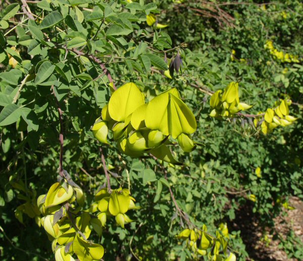 Image of Crotalaria agatiflora