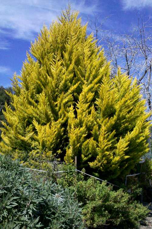 Image of Cupressus macrocarpa 'Lemon Yellow'