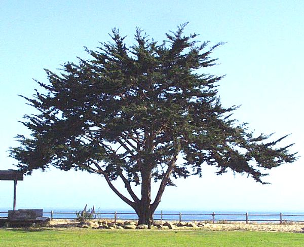 Image of Cupressus macrocarpa