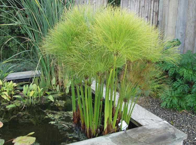 Image of Cyperus papyrus 'Dwarf Form'