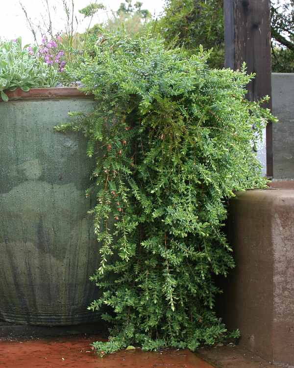 Image of Darwinia citriodora 'Seaspray'